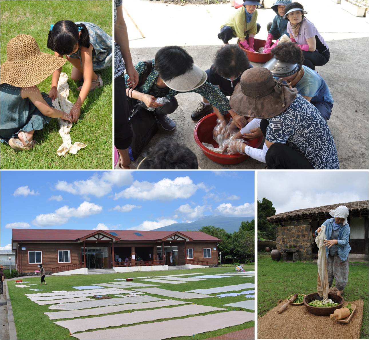 제주풋감과 햇살이 어우러지면